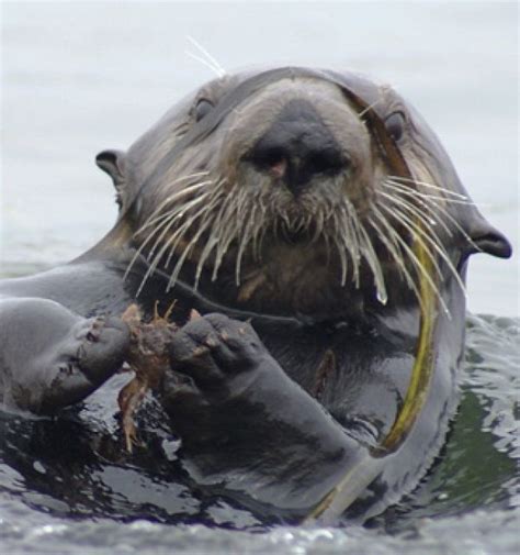 Environmental News Network California’s Sea Otter Population Could