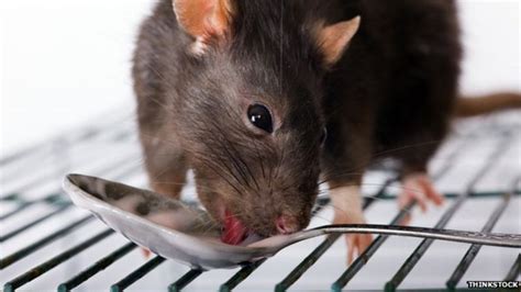 rat meat and chinese food safety bbc news