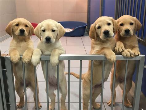 guide dog puppies  homes   year dgwgo