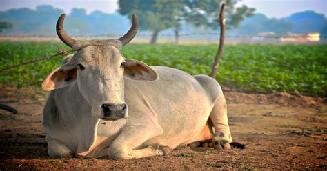 Madhya Pradesh Elderly Man Arrested For Unnatural Sex With Holy Cow