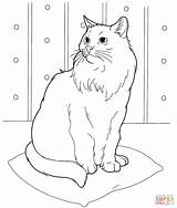 Coloring Cat Persian 1368 97kb Drawings sketch template
