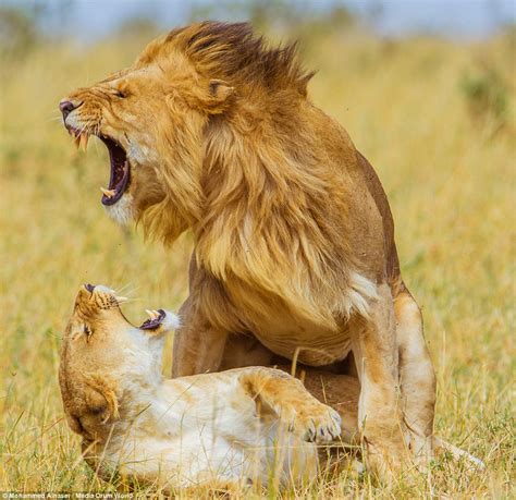 incredible photos capture daily lives of lion pride at masai mara national reserve daily mail