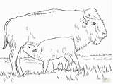 Bison Ausmalbilder Colorare Bufalo Kalb Supercoloring Colouring Animali Animals Zeichnen Gcssi Mammiferi sketch template