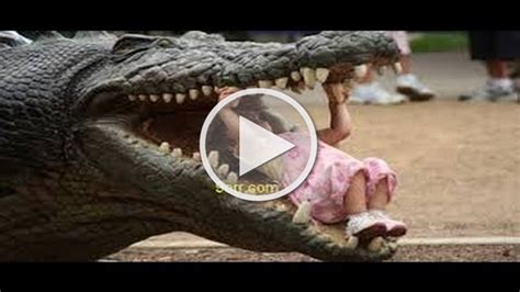 amazing crocodile attacks lady swallowed  caught  video wisdom