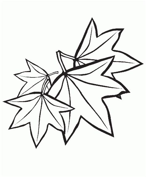 trees  leaves  printable coloring pages coloring home