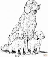 Labrador Retriever Kolorowanki Druku Kolorowanka Dogs Skip Dzieci Colorir sketch template