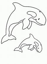 Coloring Whale Killer Pages Printable Orca Print Color Awesome Kids Sperm Kidsplaycolor Library Clipart Drawing Whales Cute Getcolorings Getdrawings Visit sketch template