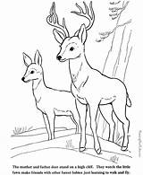 Coloring Pages Deer Fawn Animal Farm Color Print Buck Printing Help Printable sketch template