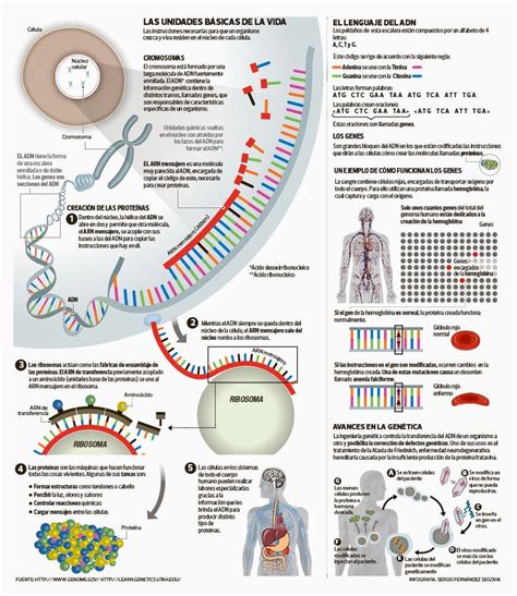 Biología 1° 2° 3° 4° Palermo Sounder 4° Cromosomas Genes Adn