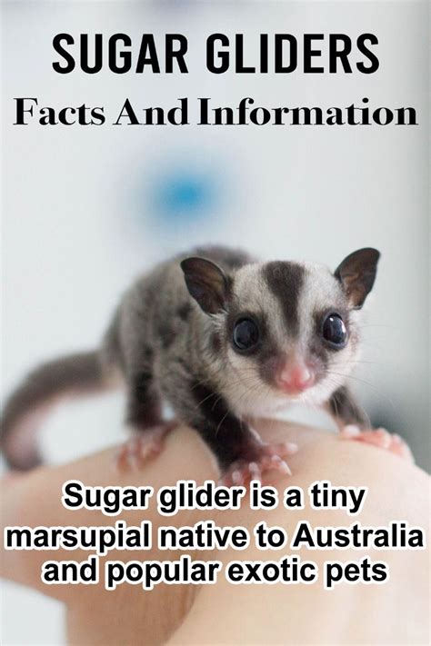 sugar glider   pet sugar glider sugar glider pet sugar glider food
