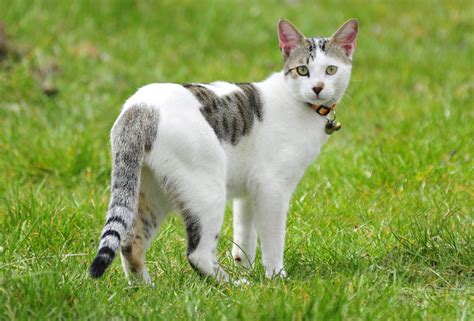 gambar rumput membelai anak kucing licik binatang menyusui hewan