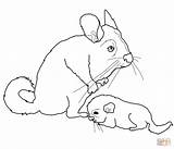 Chinchilla Coloring Baby Mother Pages Chinchillas Drawing Tailed Long Supercoloring Categories sketch template