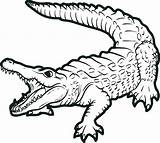 Coloring Gator Pages Getdrawings Alligator sketch template