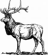Elk Coloring Pages Alpha Male sketch template