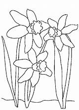 Narzisse Daffodil Narcissus Malvorlage Paperwhite Fiore Ausmalbild Colorear Colouring Natura Designlooter Manualidades Kategorien Ausmalen sketch template
