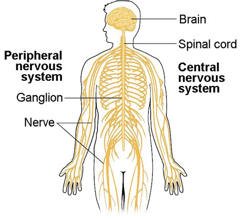 components of the nervous system biology for majors ii