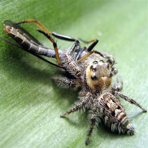 family salticidae common jumping spiders  sabah borneo malaysia