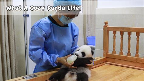 panda enjoys  massage sevice  drinking   cozy life