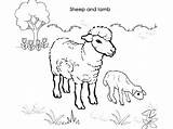 Lamb Sheep Coloring Pages Baby Sheet Getcolorings Printable Kids Color sketch template