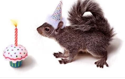 pin  vicki noeske  today   images happy birthday squirrel