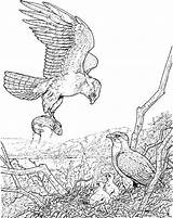 Adler Colorear Aguila Catching Arend Zum Kleurplaat Ausmalbild Voor Bald Eagles Fisch Pez Supercoloring Kleurplaten Erwachsene Vangt Pichones Atrapa Falke sketch template