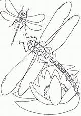 Libelle Capung Malvorlage Mewarnai Ausmalbilder Insect Libellen Dragonflies Bestcoloringpagesforkids Diatas Bunga Terbang Insects Ausmalbild Diwarnai Armadillo Coloringtop Libel sketch template