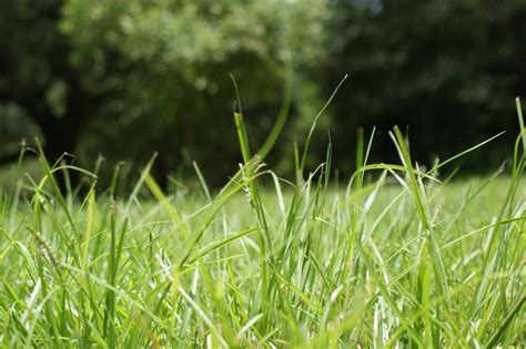 summer grass safe  northwest horse source