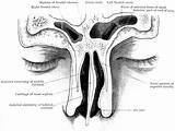 Nose Frontal Sinuses Through Clipart Section Etc Original Large sketch template