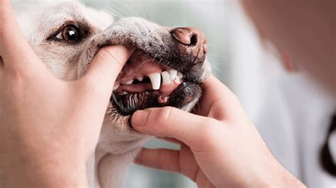 clean dog teeth finally  natural dental care routine pawleaks