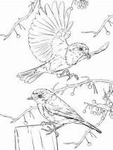 Catbird Robins Animal sketch template