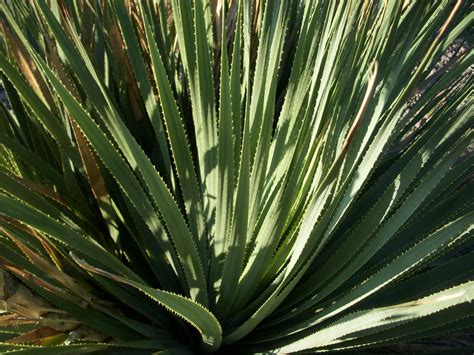 desert plant images