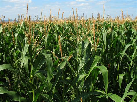 cultivation  maizecorn  india   benefits webhurry
