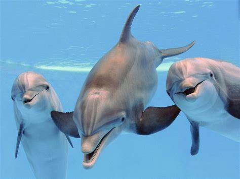 dolphins recognize  whistles   friends  foes  decades