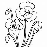 Poppy Coloring Flower Pages California Blossom Printable Mission Getcolorings Color Getdrawings sketch template