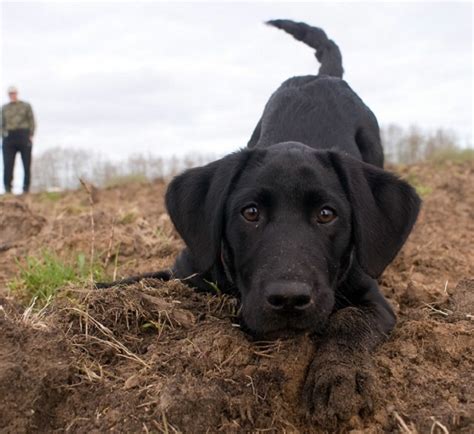 12 Realities That New Labrador Owners Must Accept