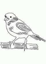 Canary Coloring Sketch Pages Bird Popular Coloringhome sketch template
