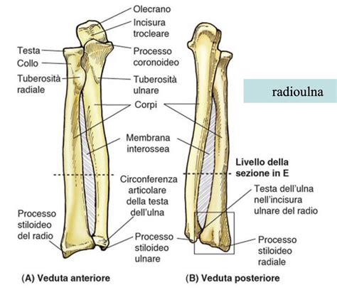 ossa radio  ulna osteopata massoterapista  milano sergio cavagliano