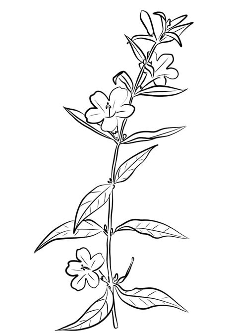 jasmine flower coloring page  print  color