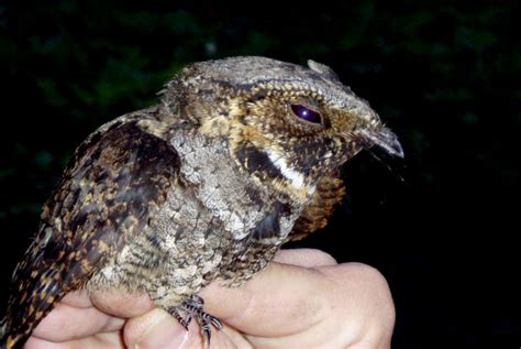 disappearing whippoorwill