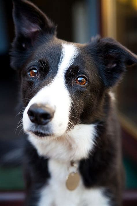 cutest pictures  short haired border collies page