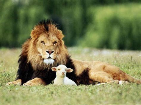 ryan patrick moran dropped   lamb  lion