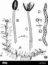 Liverwort Leafy Structure Liverworts Capsule Dehiscence Marchantia Plants Plant Alamy Stock Reproduction Introduction sketch template