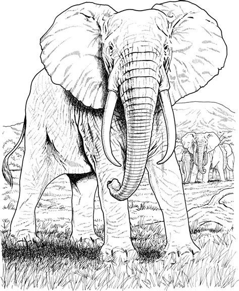 amazing elephant coloring pages