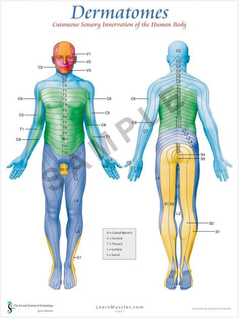 dermatomes    premium poster learn muscles