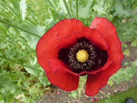 opium poppy flowers papaver somniferum opiate addiction treatment