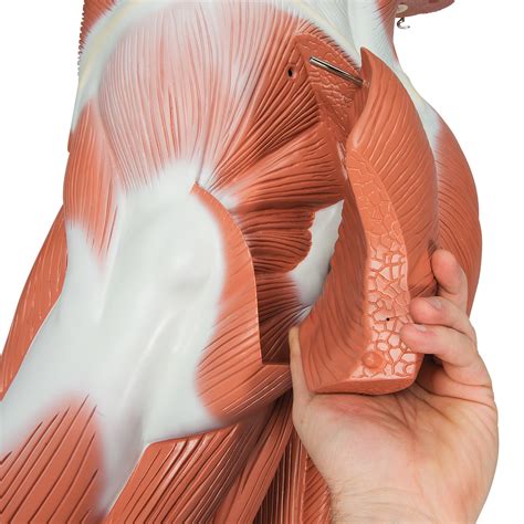 anatomical teaching models plastic human muscle models life size