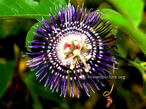 Passiflora Incarnata Purple Passionflower