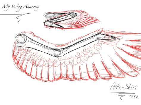 wing anatomy  aiko shiri  deviantart