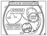 Respiration Photosynthesis Cellular Doodle Notes Bundle sketch template