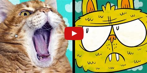 9 mind blowing cat facts